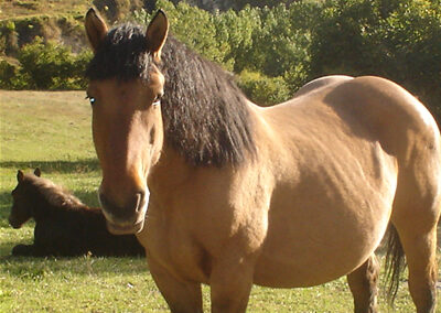 Cavalls pasturant per Espot
