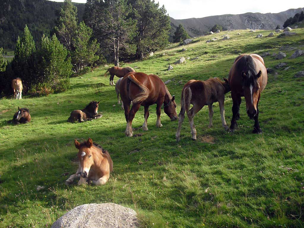 Cavalls pasturant per Espot