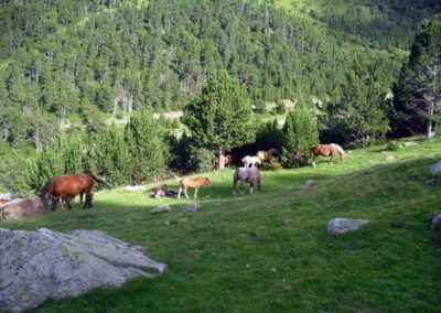 Cavalls pasturant per Espot