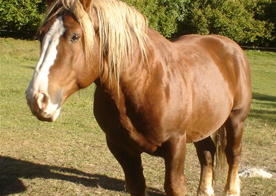Cavalls pasturant per Espot