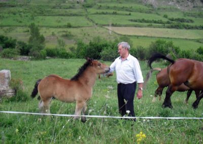 Cavalls pasturant per Espot