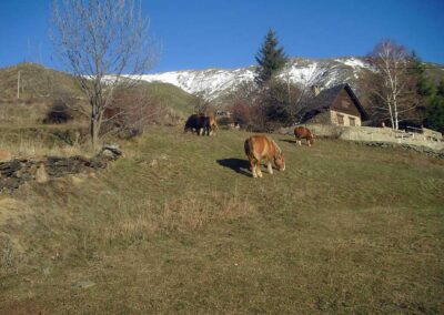 Cavalls pasturant per Espot