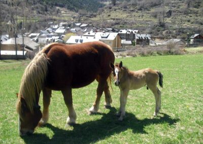 Cavalls pasturant per Espot