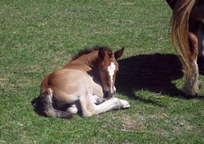 Cavalls pasturant per Espot