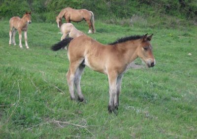 Cavalls pasturant per Espot