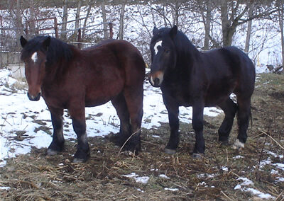 Cavalls pasturant per Espot