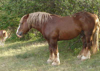 Cavalls pasturant per Espot