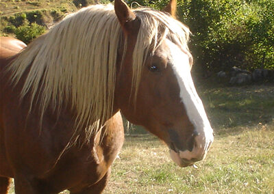 Cavalls pasturant per Espot