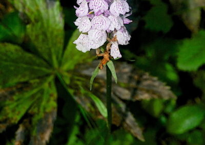 la Flora del Parc Nacional d'Aigüestortes i Estany de Sant Maurici
