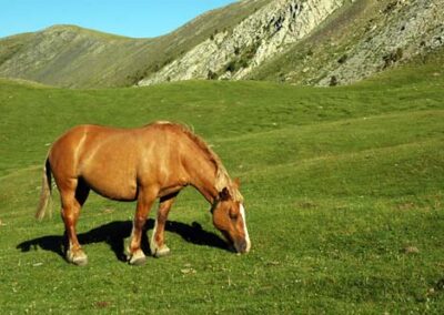 Cavall pasturant