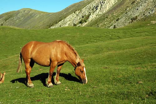 Cavall pasturant