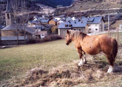 Cavall a Espot